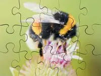 Pussel Småkryp 8 olika pussel - Primmeshiper